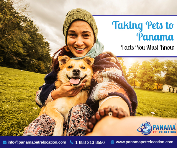 Checklist for Bringing Pets to Panama Dog Shipping