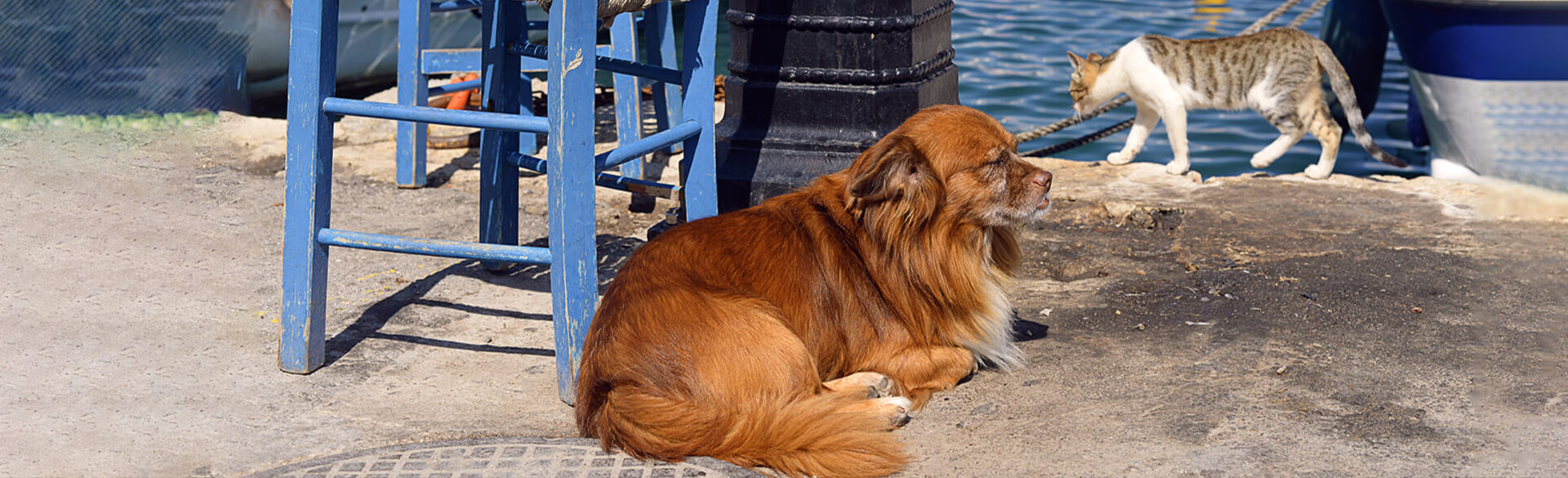 Moving Pets to Panama Hassle Free Panama Pet Relocation