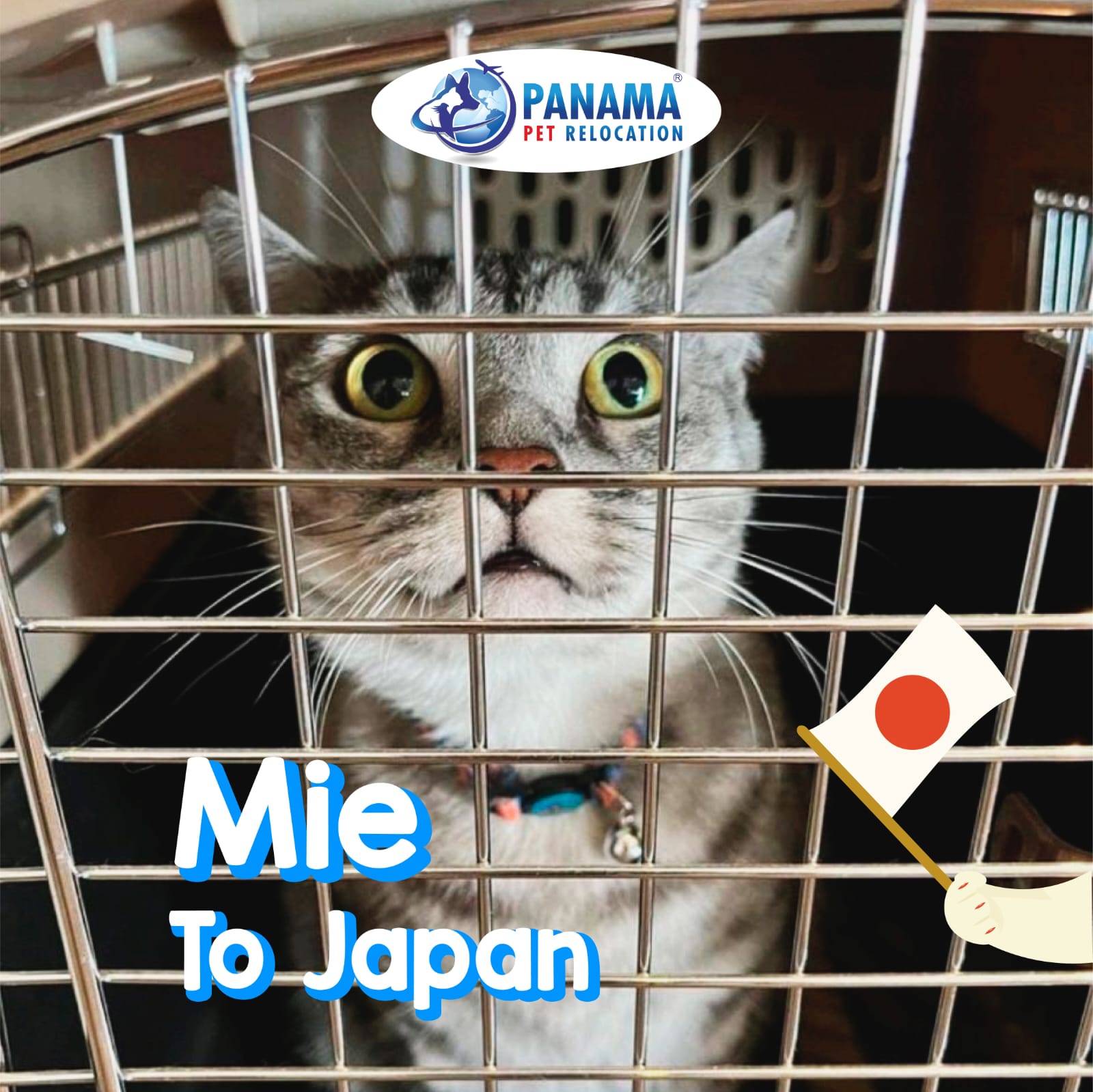 Zoosanitary Export License Panama Pet Relocation Services
