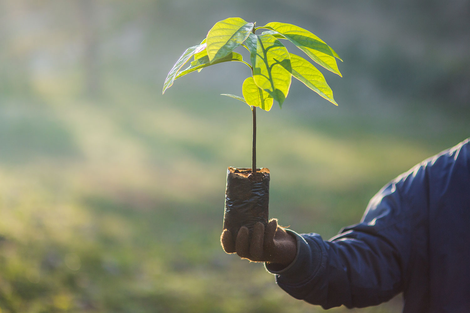 10,000 tree seedlings set for planting