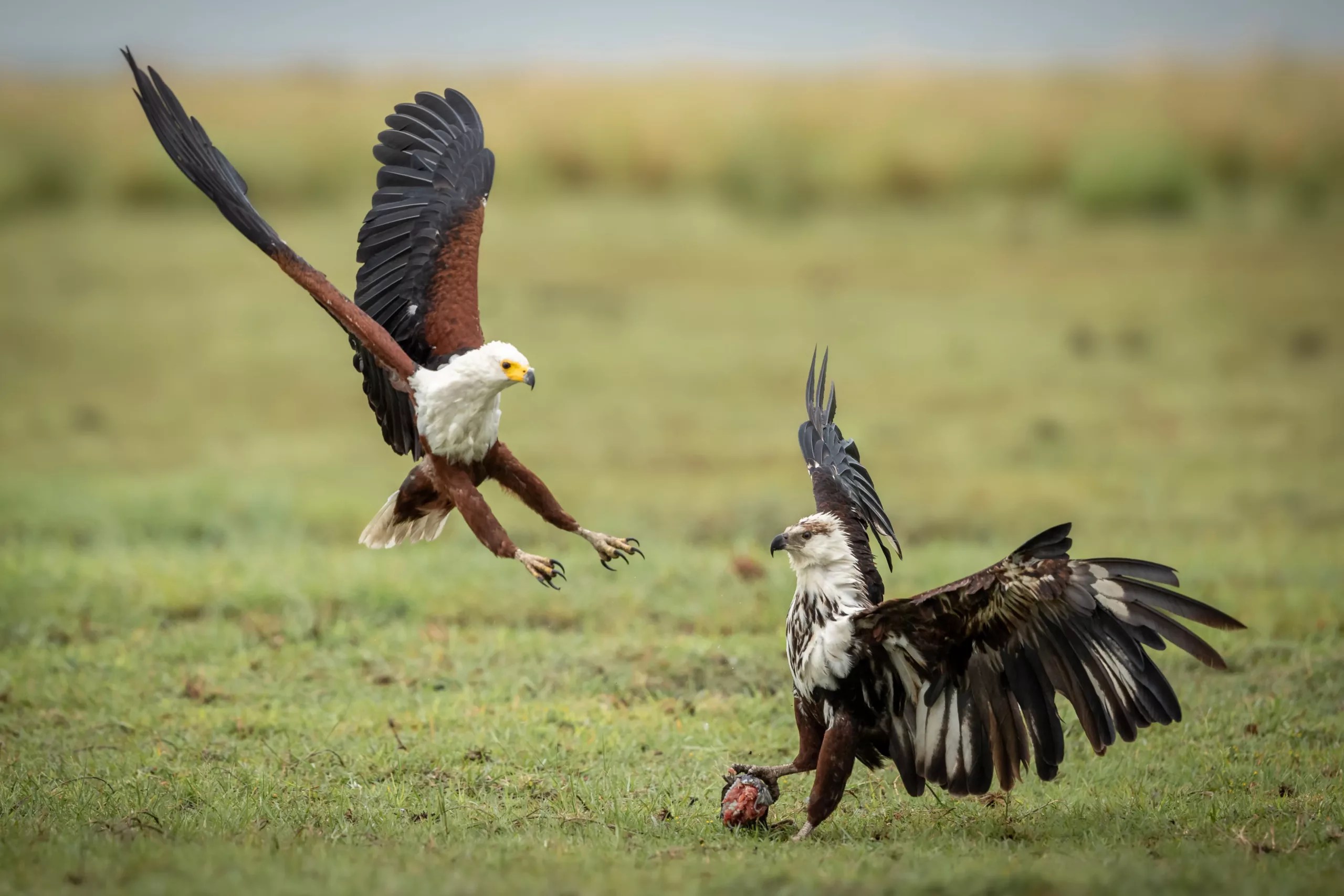 The African Fish Eagle Know your subject Bird photography