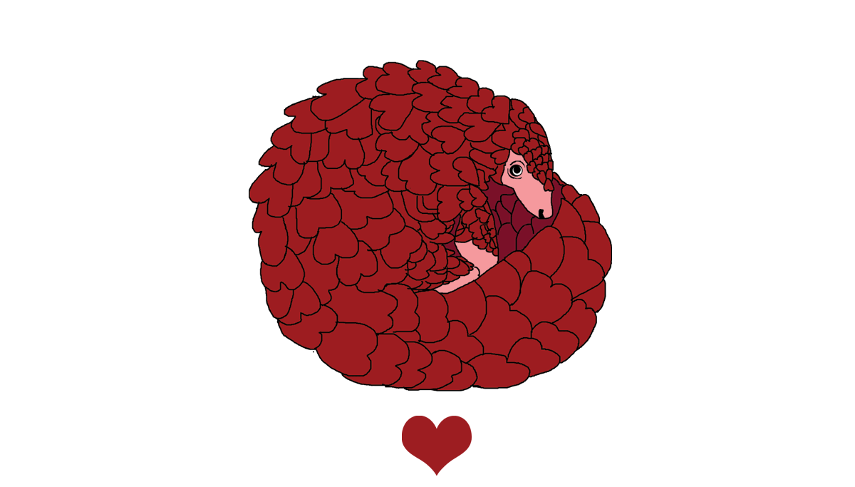 World Pangolin Day Archives WORLD PANGOLIN DAY