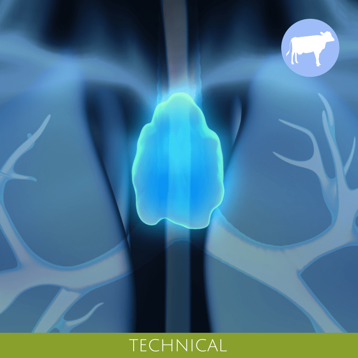 Desiccated thymus, Bovine Paninkret chem.pharm. Werk GmbH