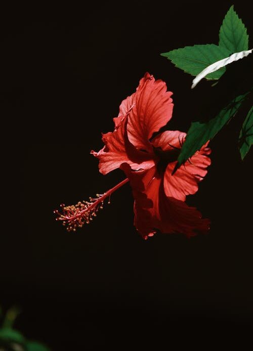 Hibiscus Flower Meaning, Symbolism, and Colors Pansy Maiden