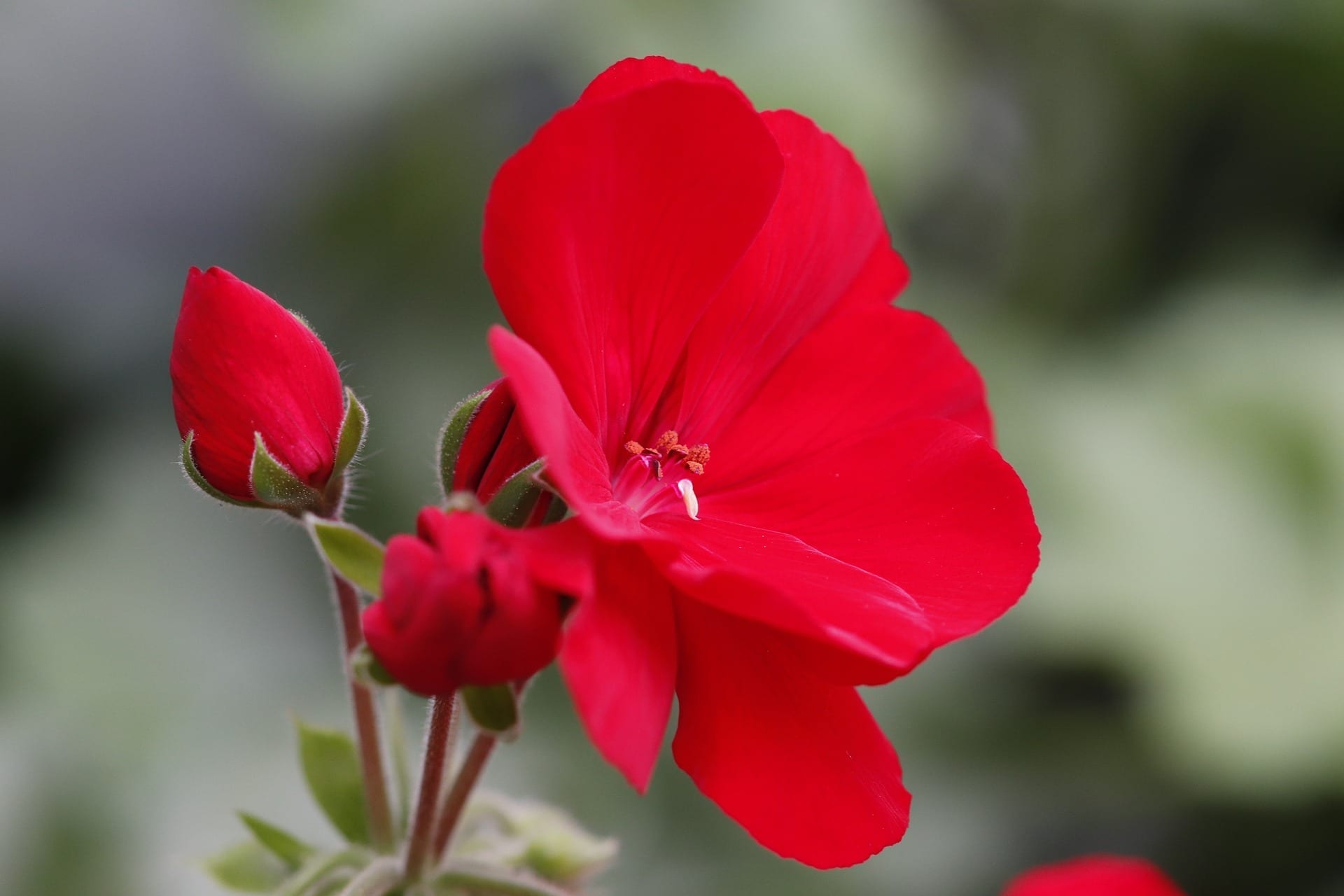 Geranium Flower Meaning, Symbolism, and Colors Pansy Maiden