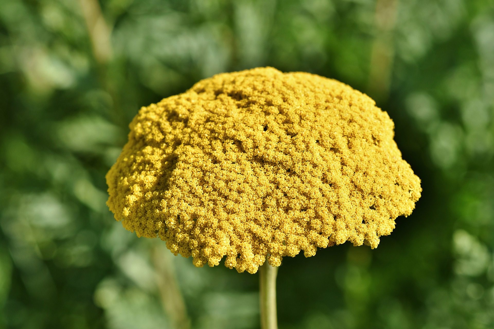 A List of Flowers That Start With Y Pansy Maiden