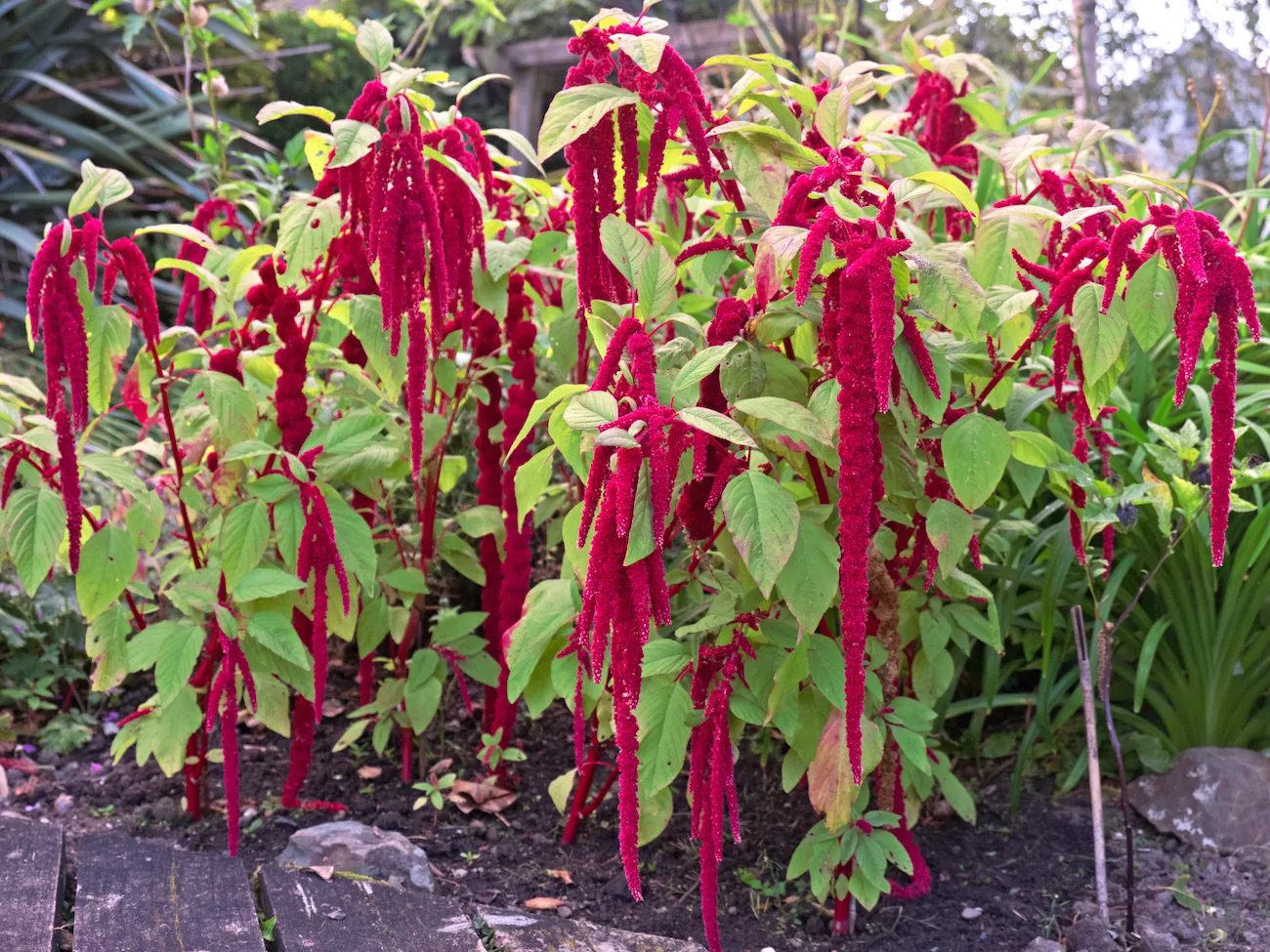 Amaranth Flower Meaning, Symbolism, and Colors Pansy Maiden