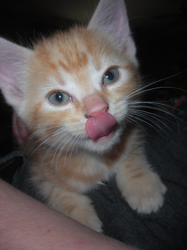 Caring For Kittens 5 To 7 Weeks Old | Partnership For Animals Needing Transition
