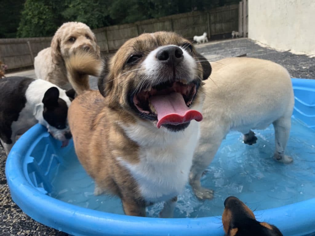 How Much Are Dog Boarding Prices Near Me? Paoli Vetcare