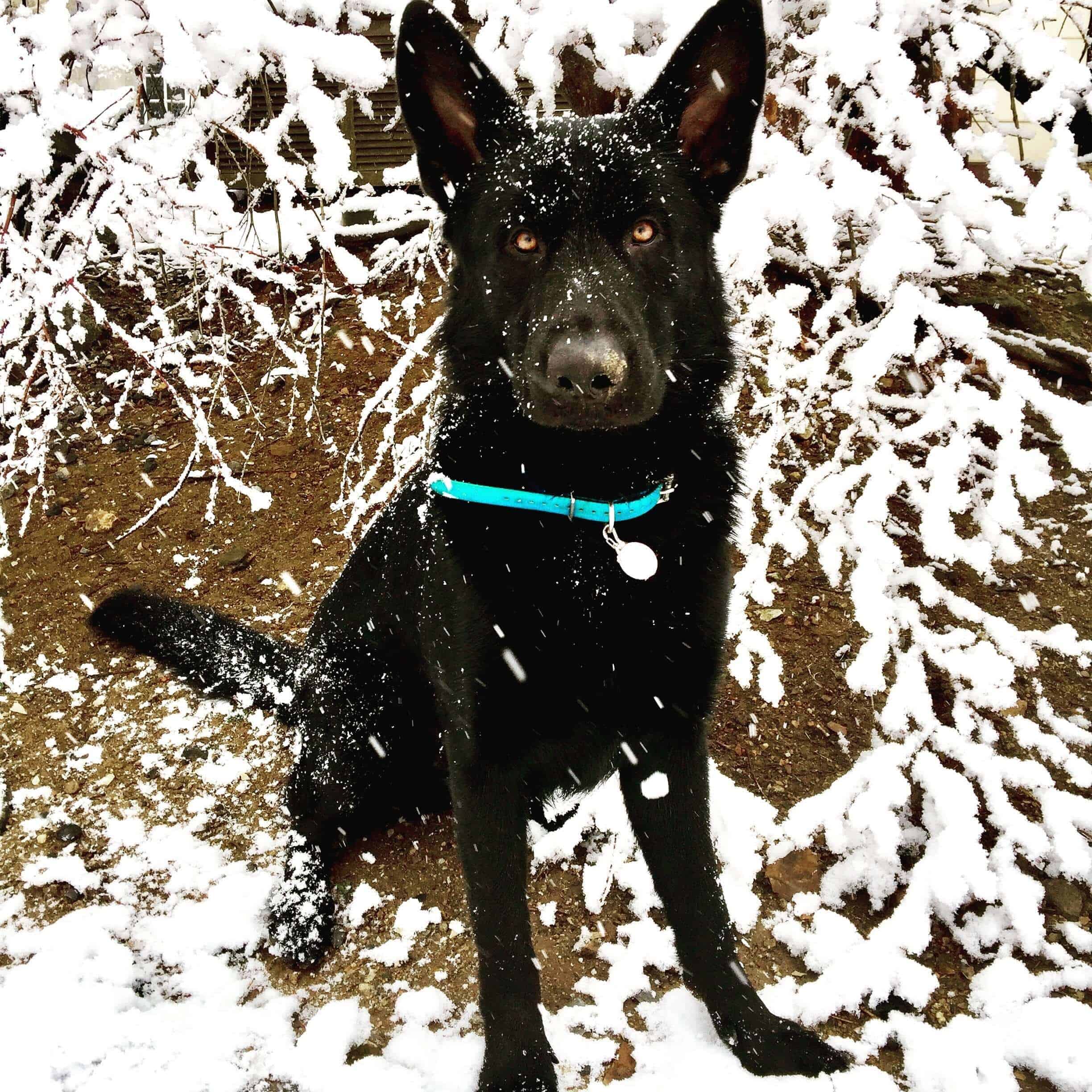 Phoenixville, PA Pet Boarding Services Paoli Vetcare