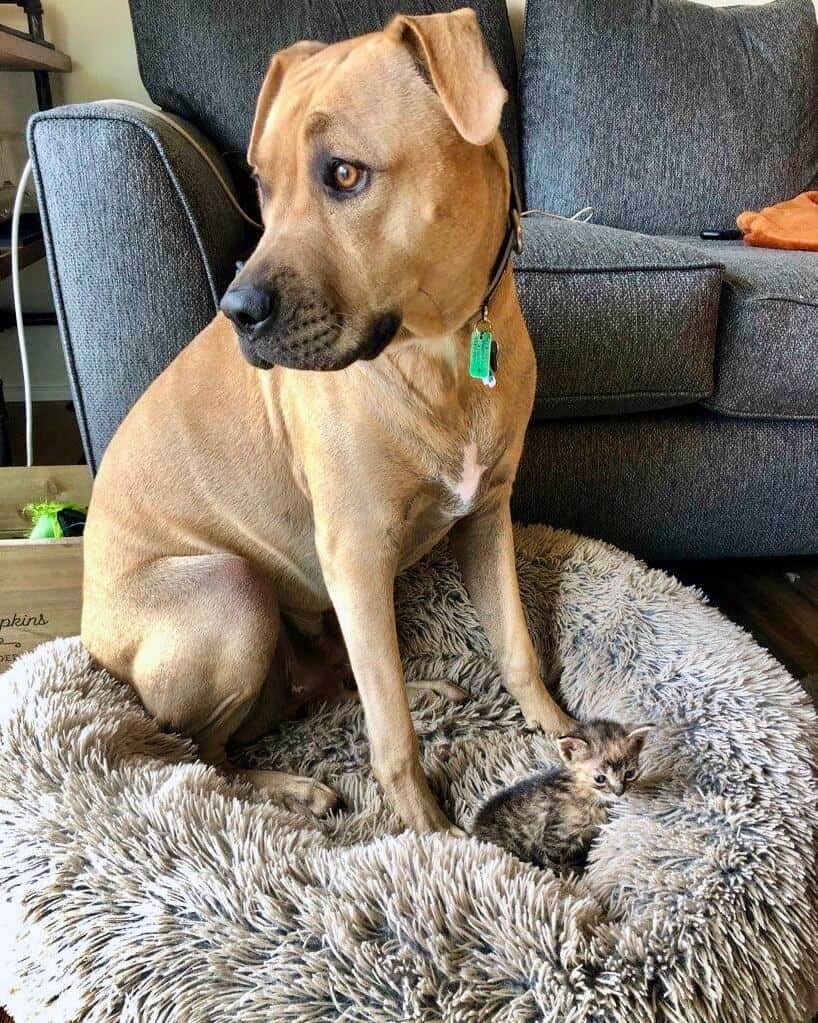 Financial Assistance & Free Vet Payment Plans Paoli Vetcare