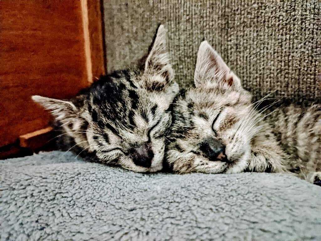 Financial Assistance & Free Vet Payment Plans Paoli Vetcare