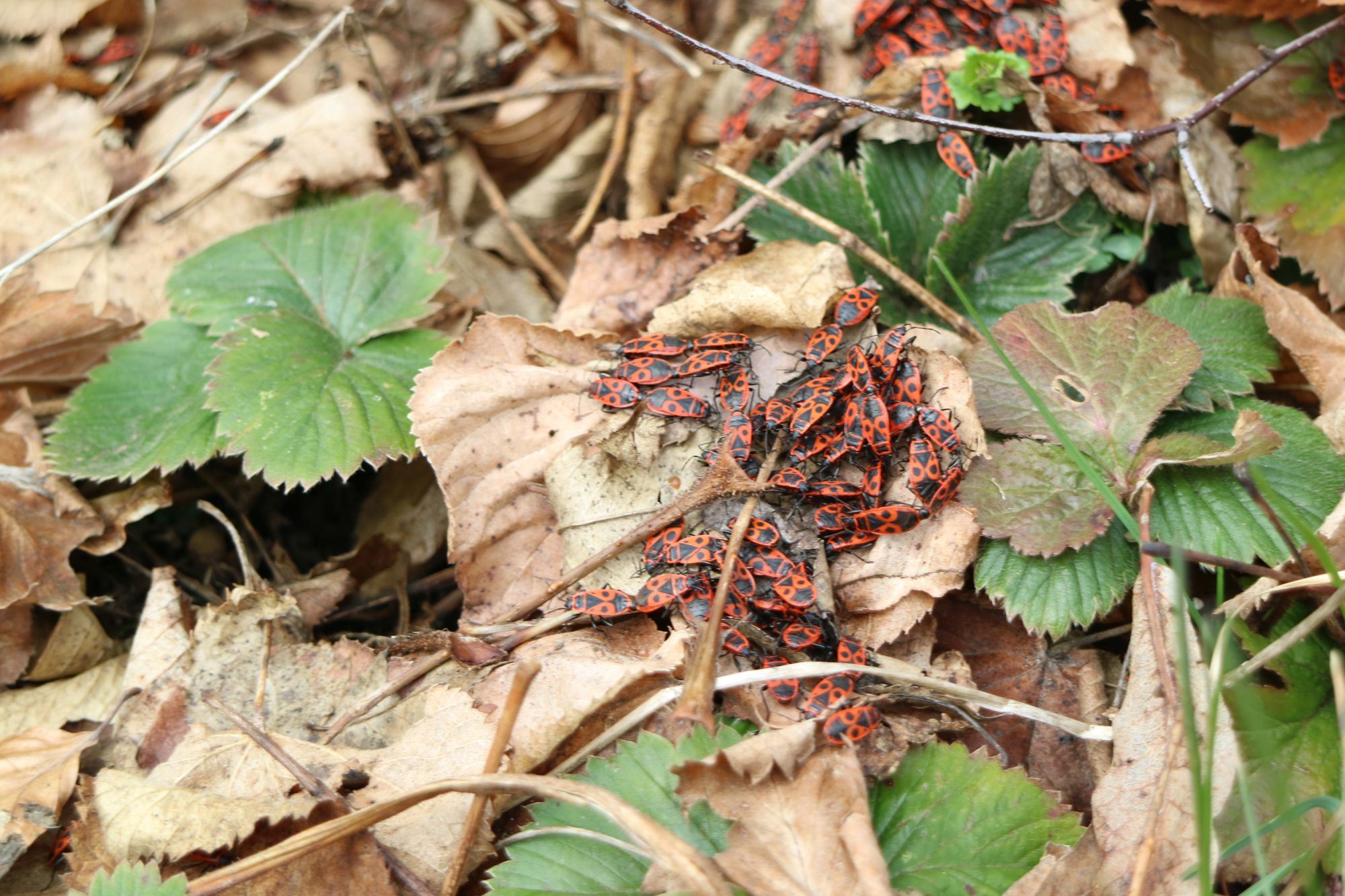 Ergebnispapier „Insekten ansiedeln und unterstützen“ Teil