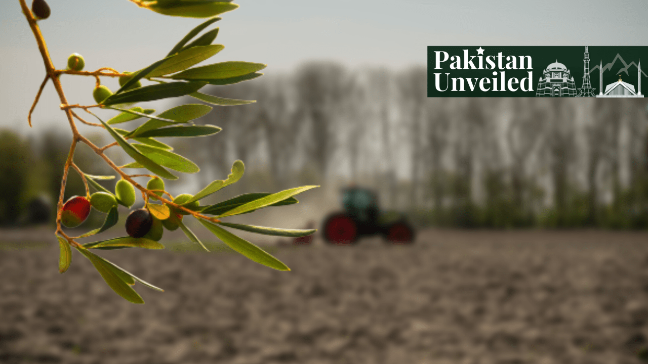 The Potential of Farming Olives in Pakistan Paradigm Shift