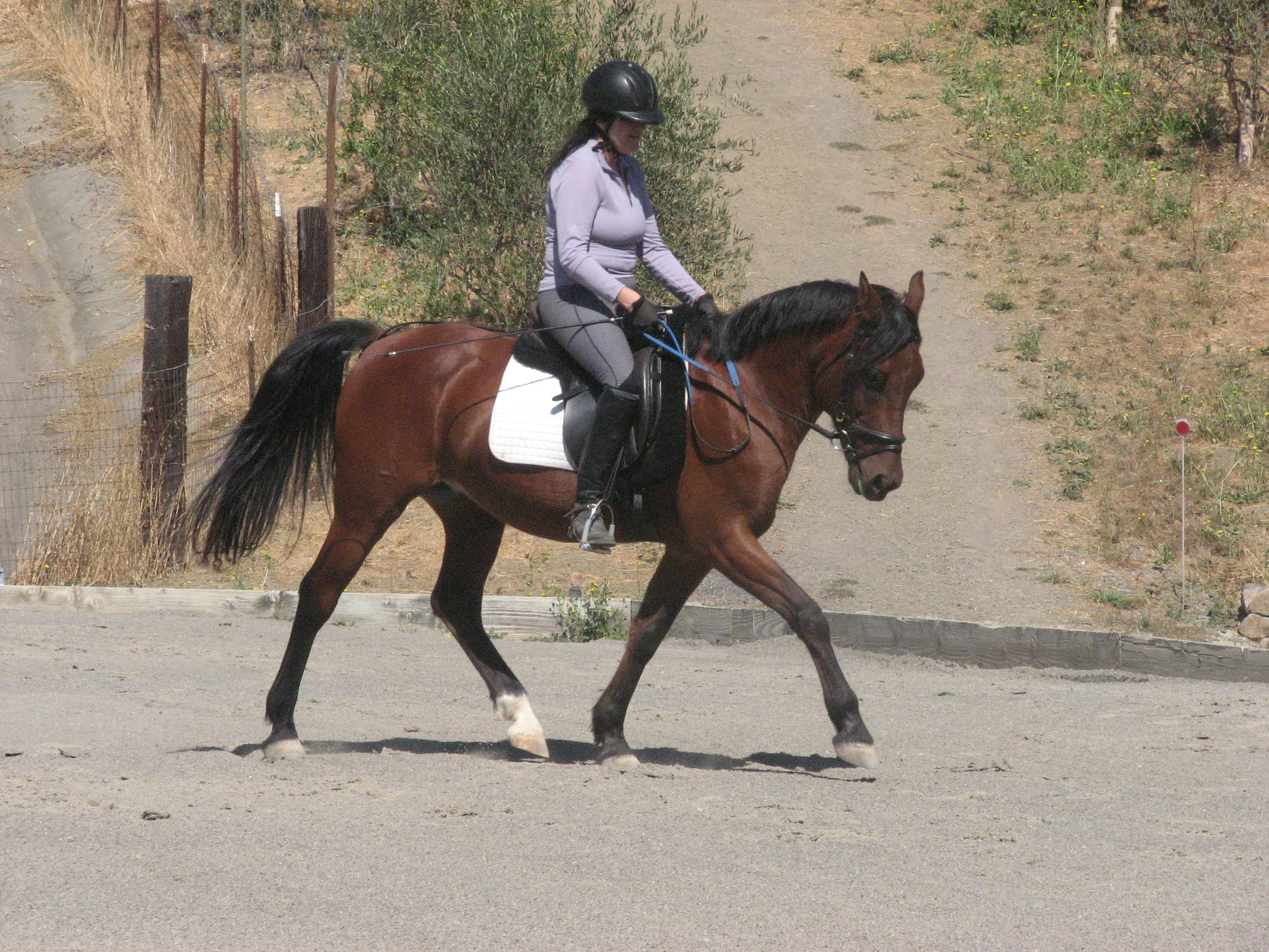 Horses for Sale
