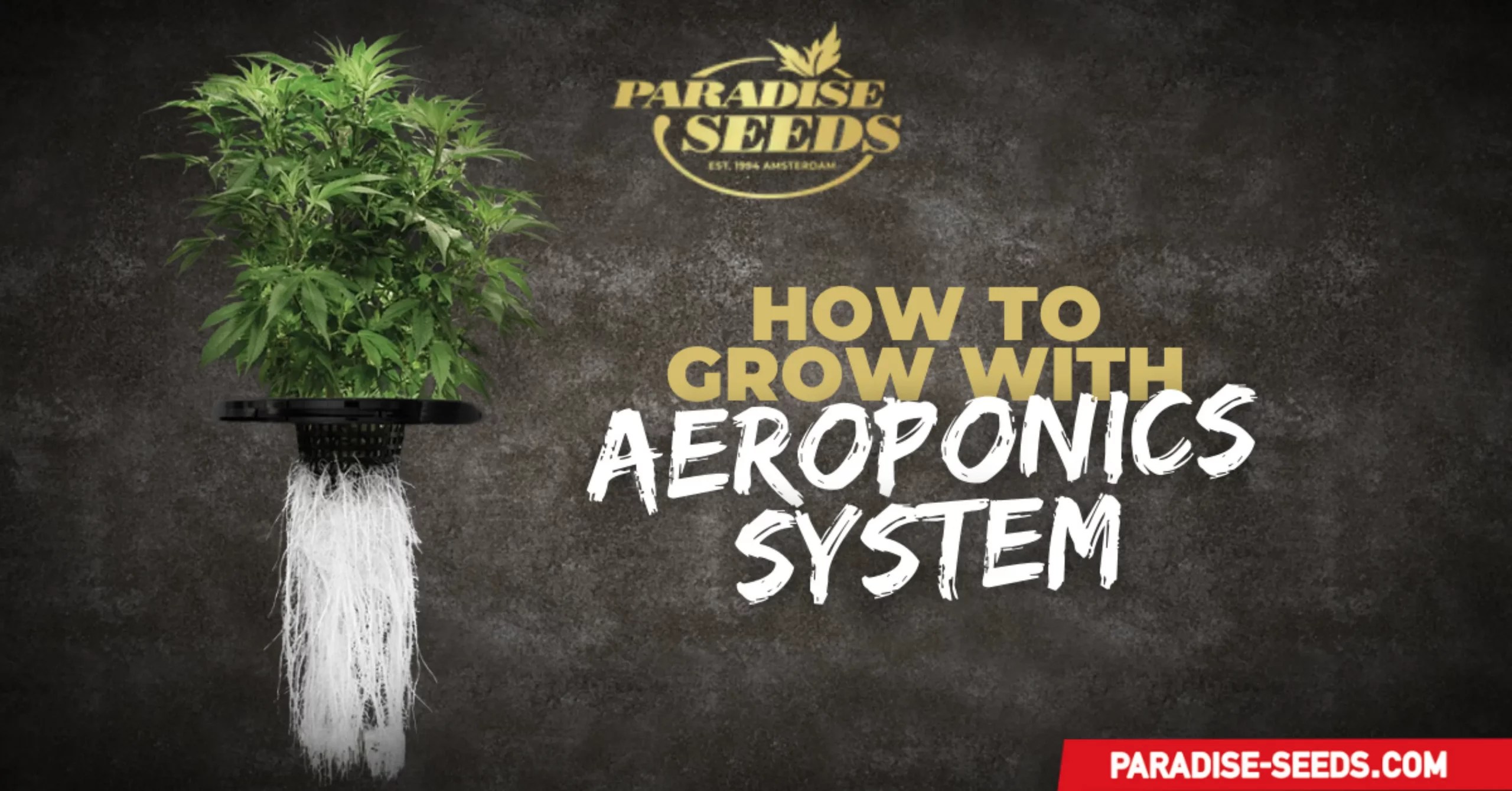 Grow Cannabis Using an Aeroponics System Paradise Seeds