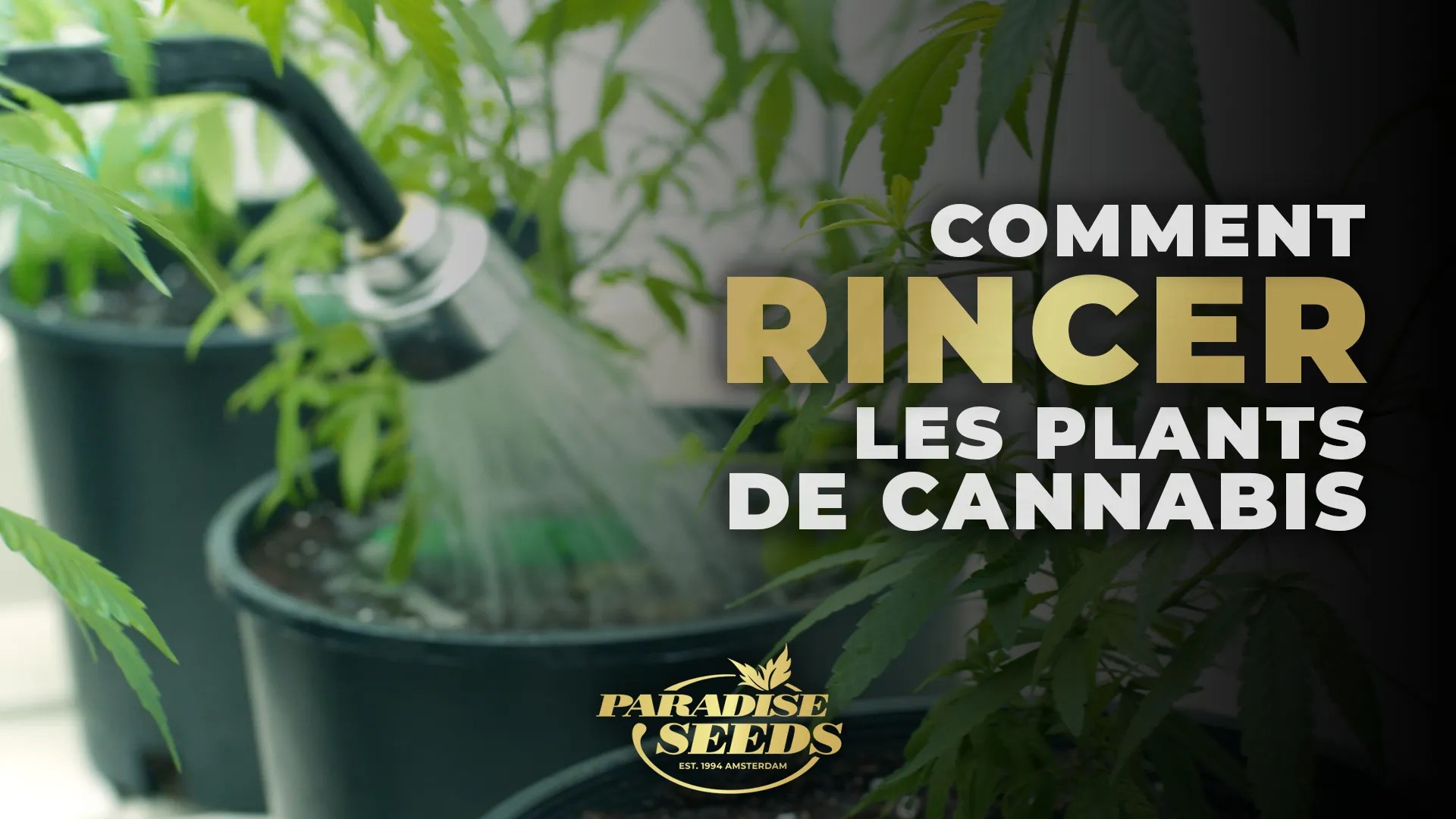 Comment Rincer les Plants de Cannabis Correctement Paradise Seeds