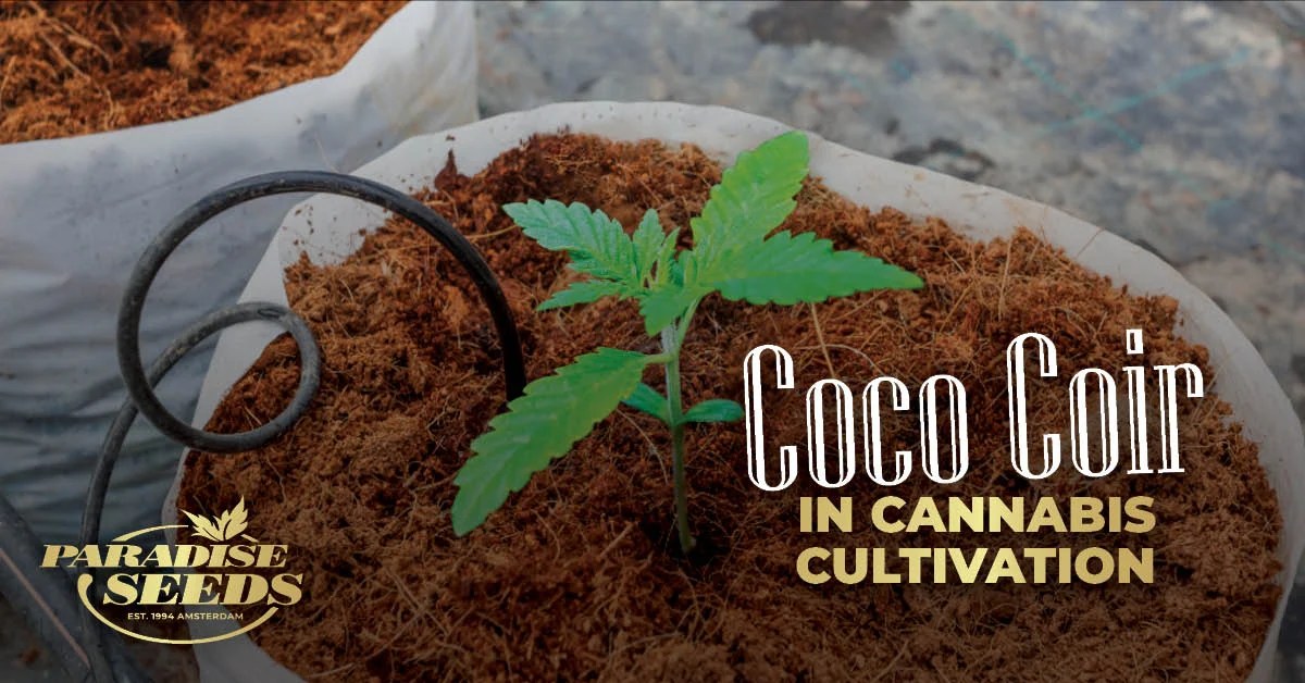 Is Coco Coir The Best Substrate For New Indoor Growers? Paradise Seeds