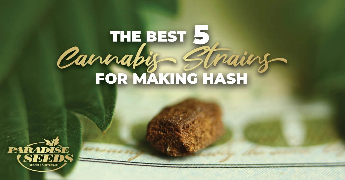The Best 5 Cannabis Strains For Making Hash 🥇 Paradise Seeds