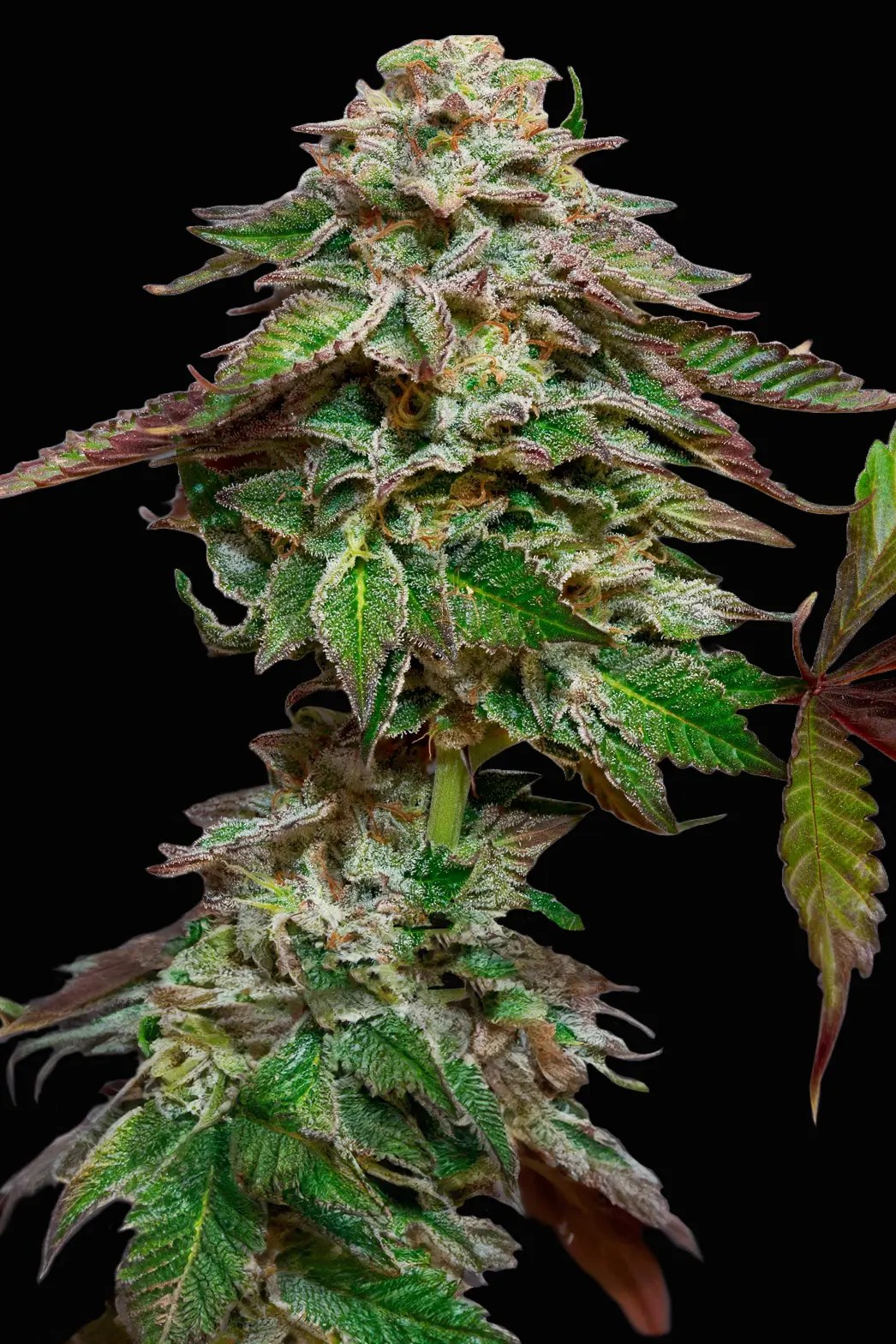 Blue Gem Seeds Paradise Seeds