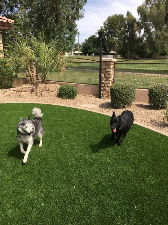Artificial Turf for Pets in Scottsdale, Arizona