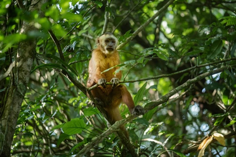 What is the significance of the Amazon river? Paradise Yakari