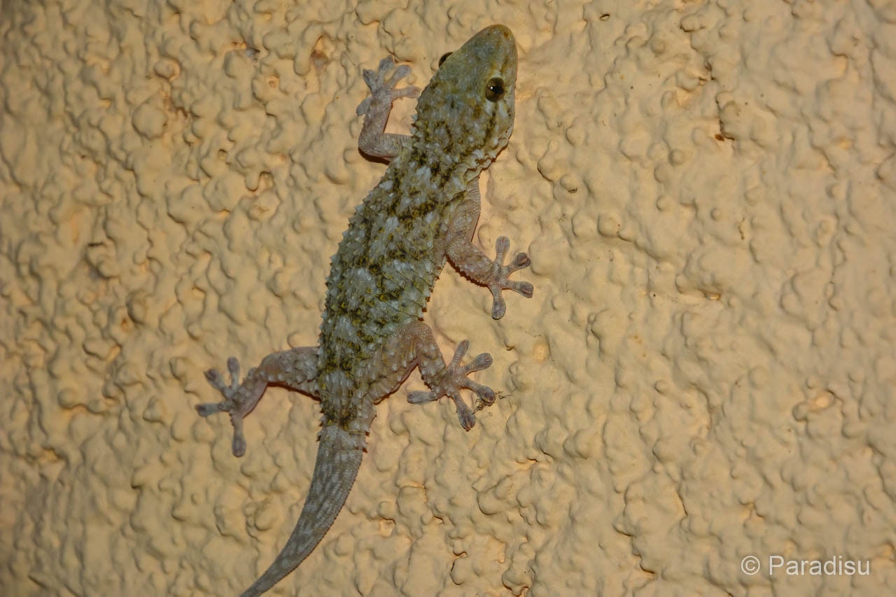 Faune de la Corse Paradisu, le guide principal sur la Corse