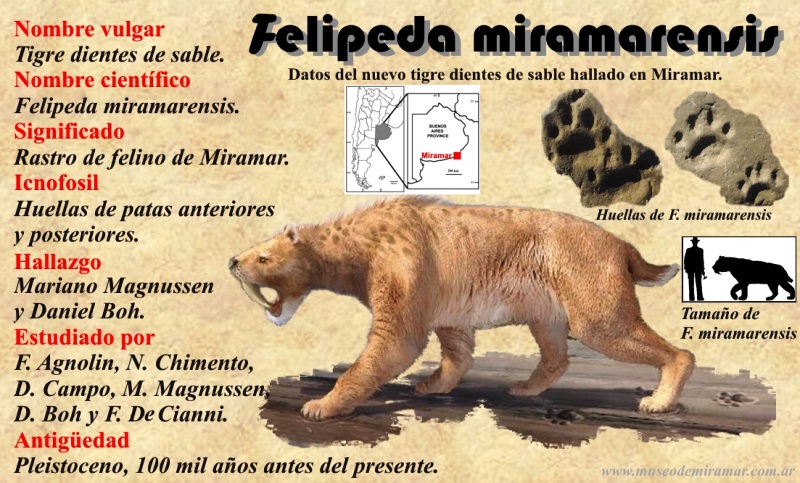 Un nuevo Tigre Dientes de Sable fue identificado por sus huellas en