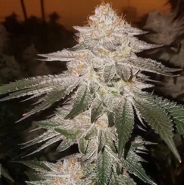 Piña Auto - Paralytic Panda - The best grow lights, cannabis seeds and