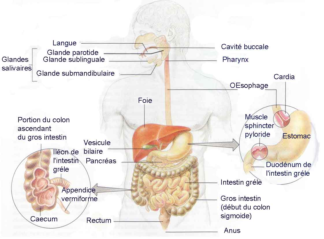 Votre Santé Appareil digestif digestion estomac oesophage