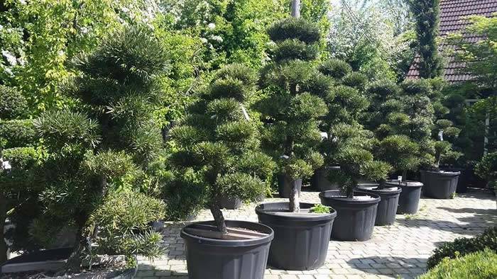Cloud Pruned Trees For Sale UK Paramount Plants Cloud Trees