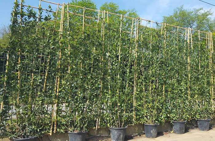 Cool Screening Shrubs With Simple Design