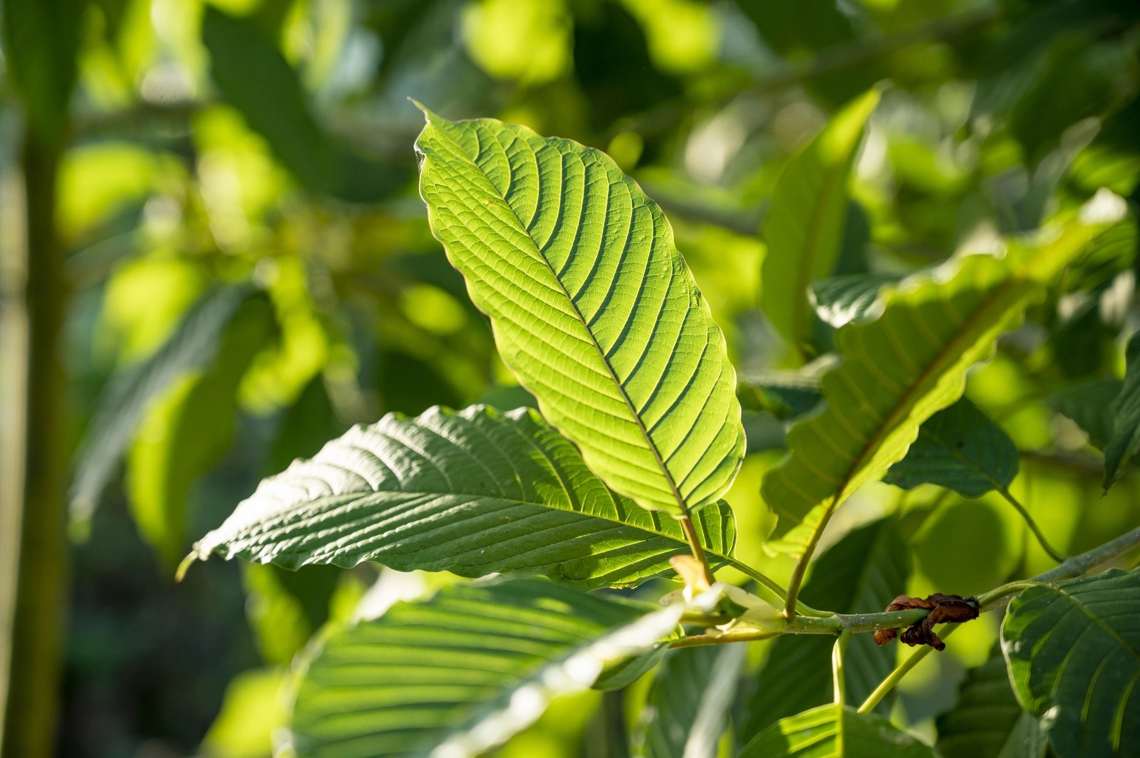 Can You Overdose on Kratom? Understanding Overdose Risks