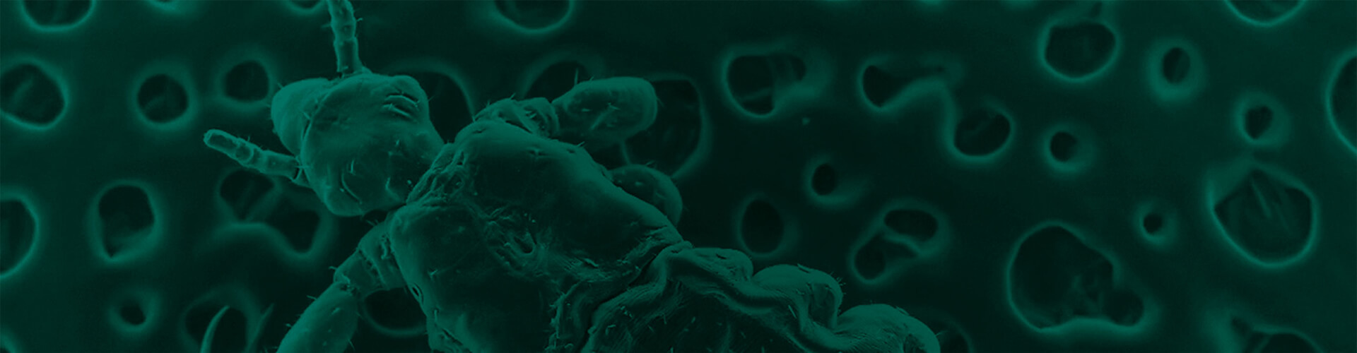 Natroba (Spinosad) Topical Suspension, 0.9 ParaPRO