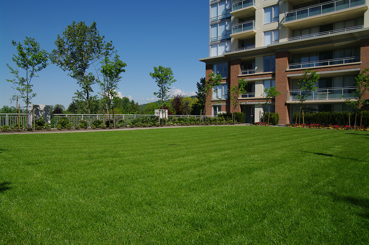 Moss Control for Lawns Para Space Moss Control Para Space