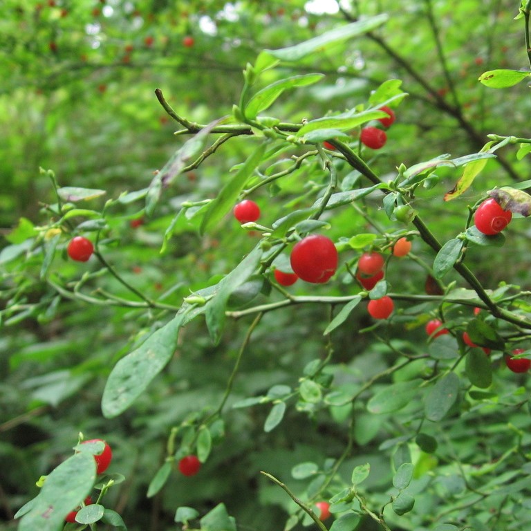 Beginners Guide to Foraging BC’s Wild Edible Plants Para Space