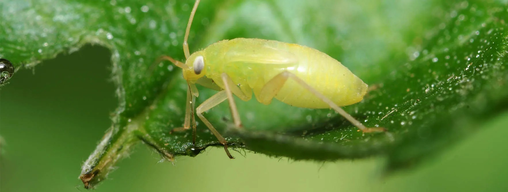 Aphids How to Identify and Control these Garden Pests Para Space