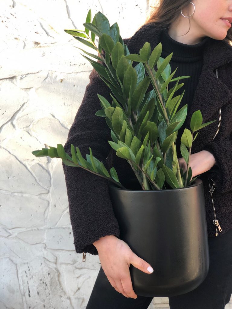 Estas son las 6 plantas que están de moda (y que podés