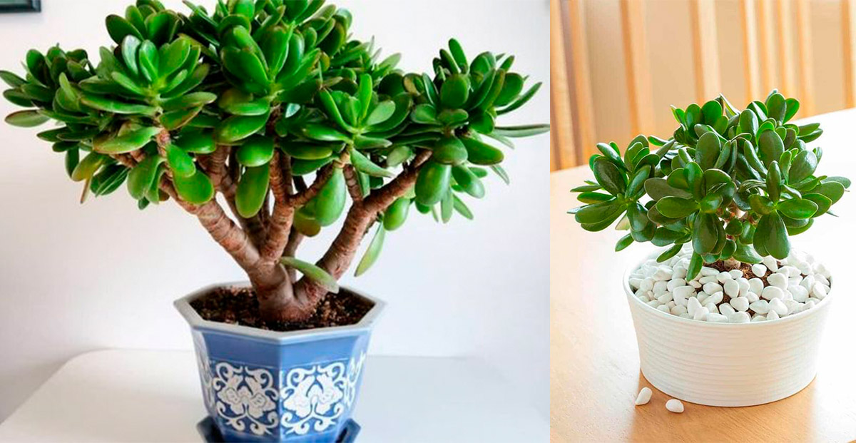 8 curiosidades que tenés que saber sobre el Árbol de Jade la suculenta