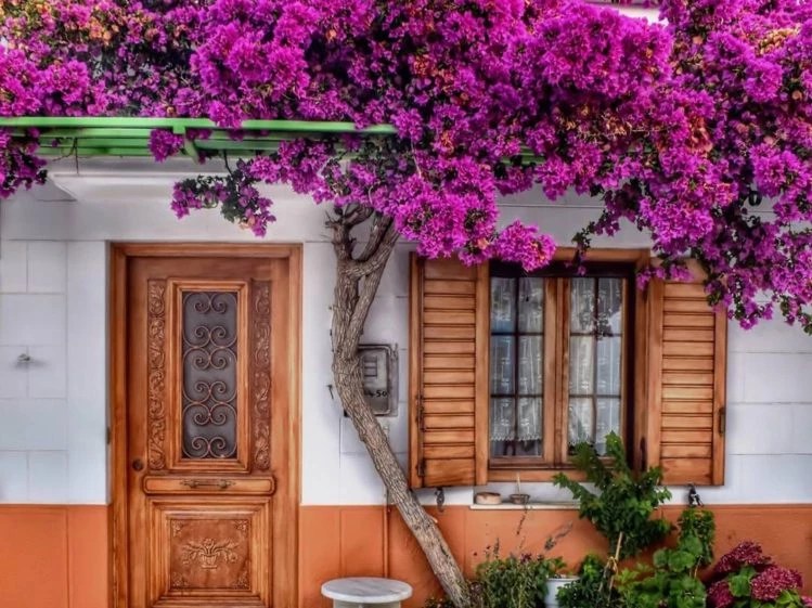 Santa Rita curiosidades y cuidados sobre la planta más trendy para