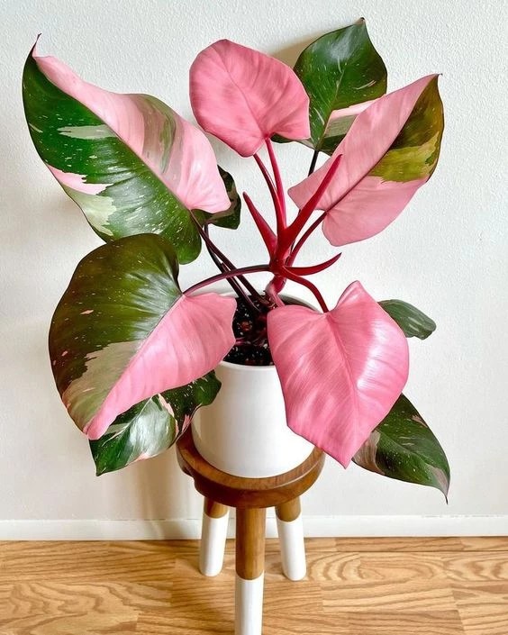 Introduzir 53+ imagem princesa rosa planta br.thptnganamst.edu.vn