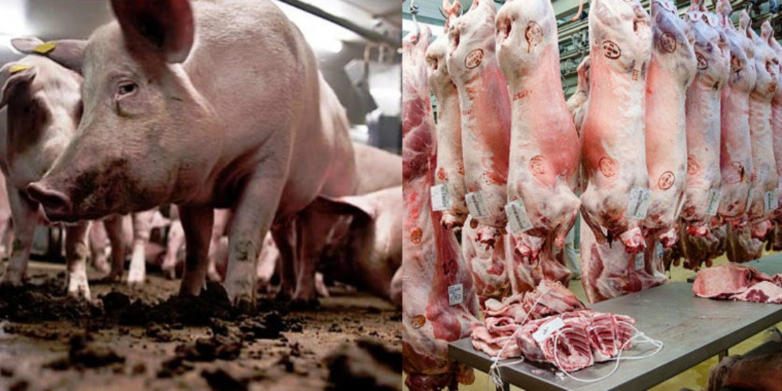 Here's How Science Backs Islam's Logic Of Declaring Pig "Haraam"