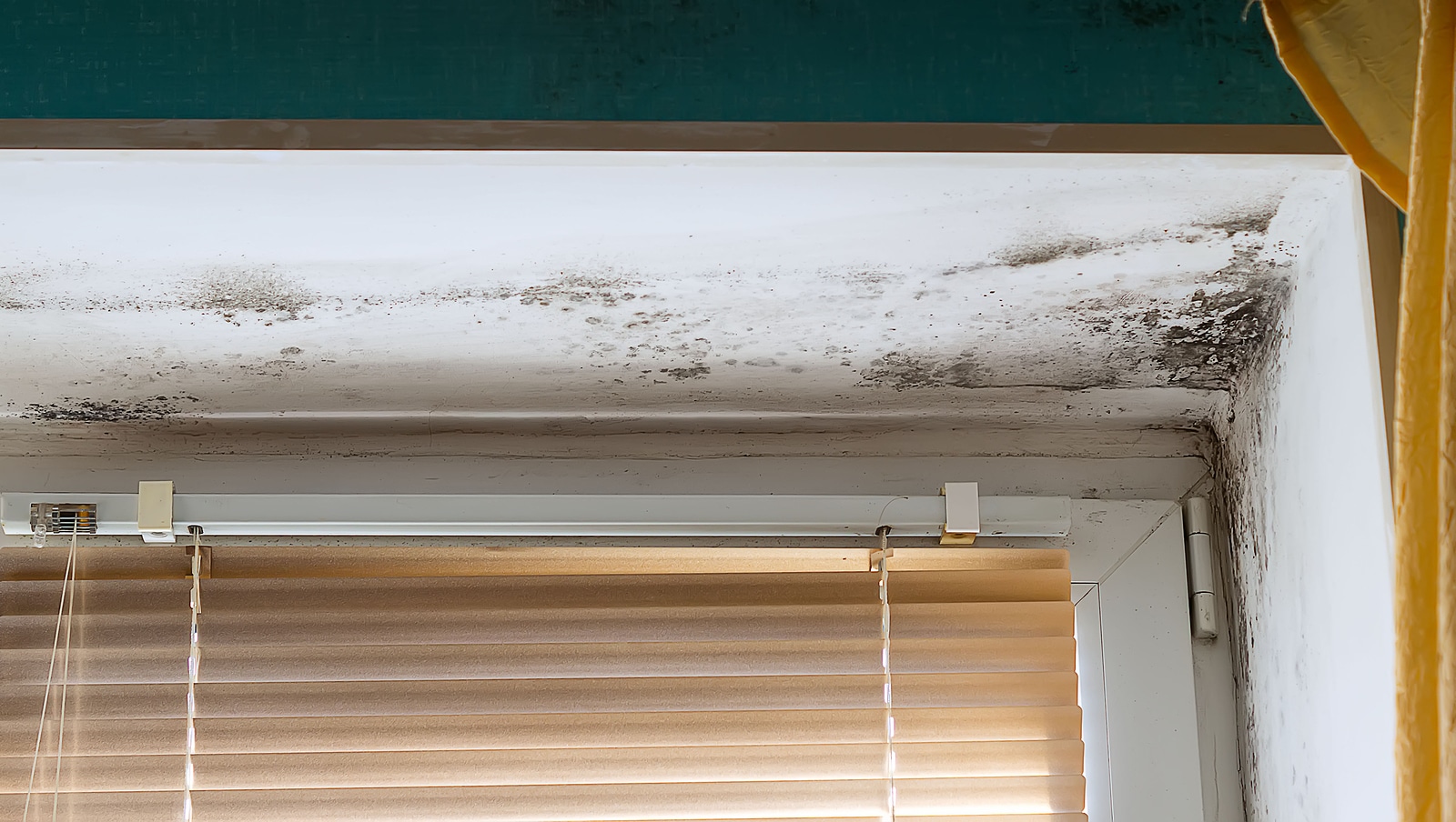 The Health Effects of Mold Damage Park Compounding Pharmacy