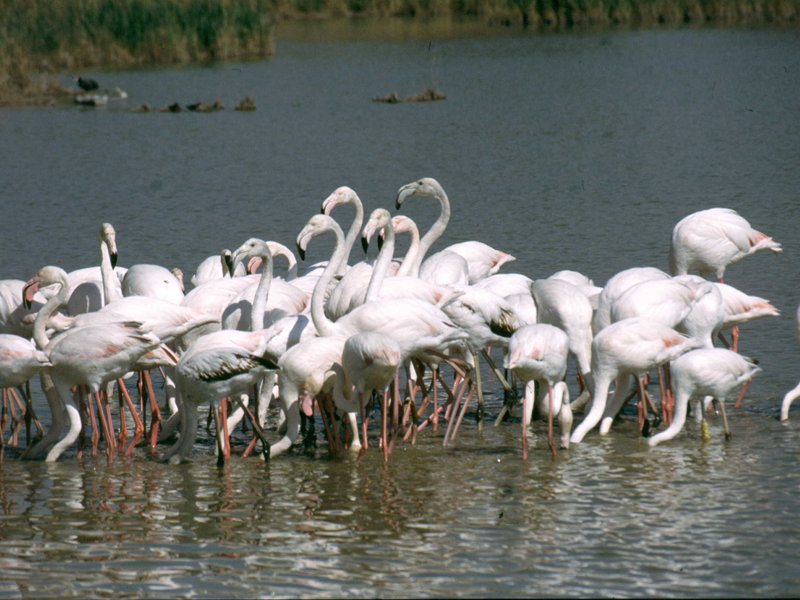 Parco Regionale del Delta del Po L'Area Protetta
