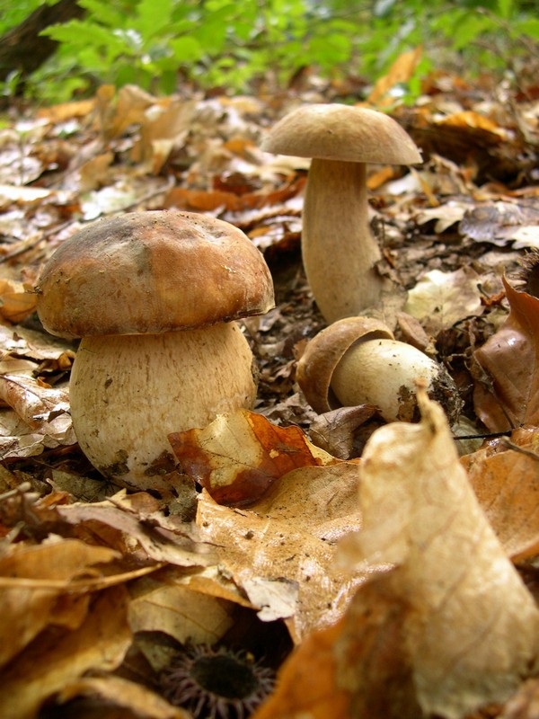 Parco Nazionale Appennino ToscoEmiliano Ortaggi e legumi Funghi porcini