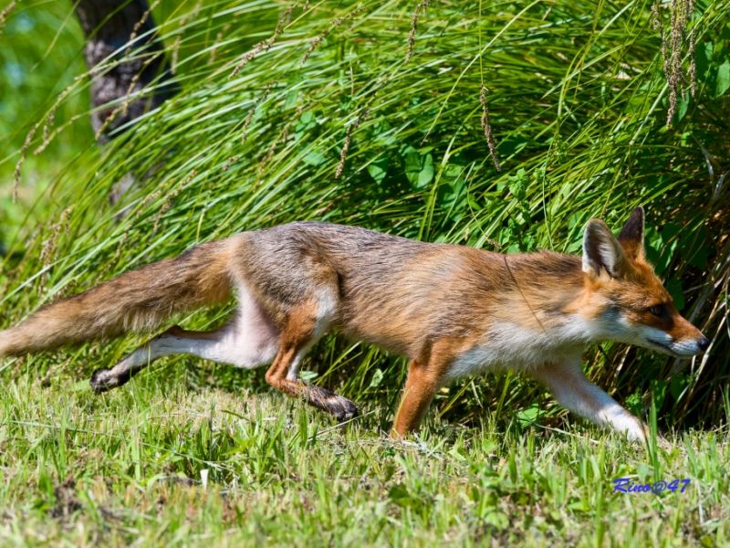 Volpe in fuga Parco del Delta del Po