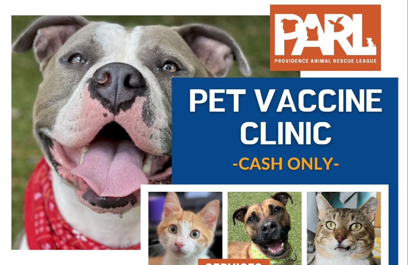 Providence Animal Rescue League Rhode Island Animal Shelter