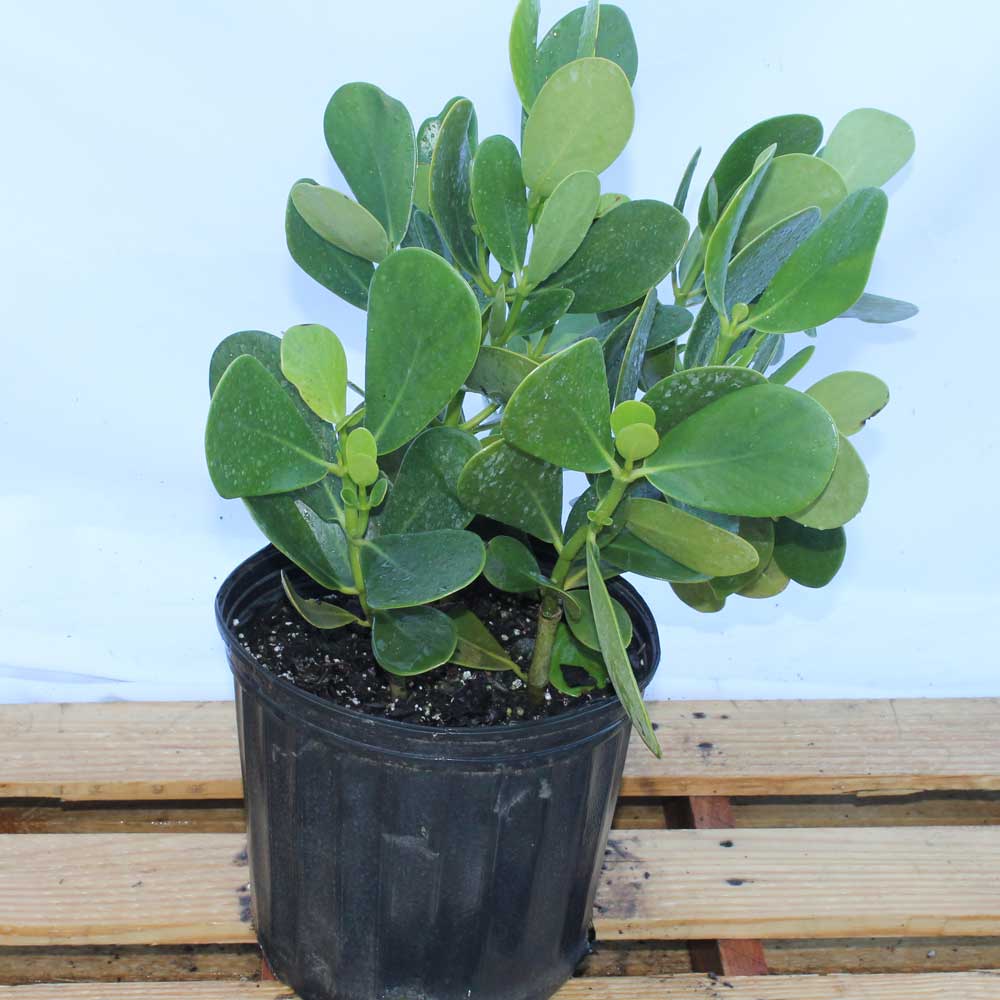 Clusia plant information chocmales