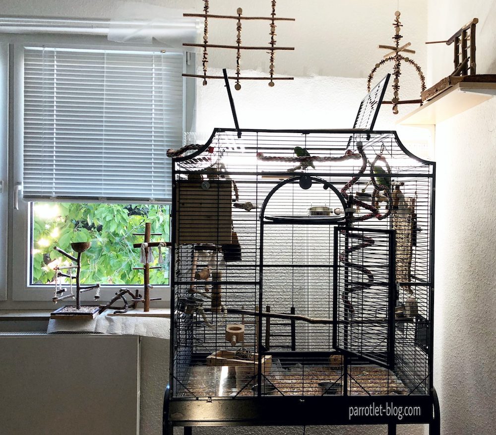Parrotlet Cage What Size and Shape is Perfect? ParrotletBlog