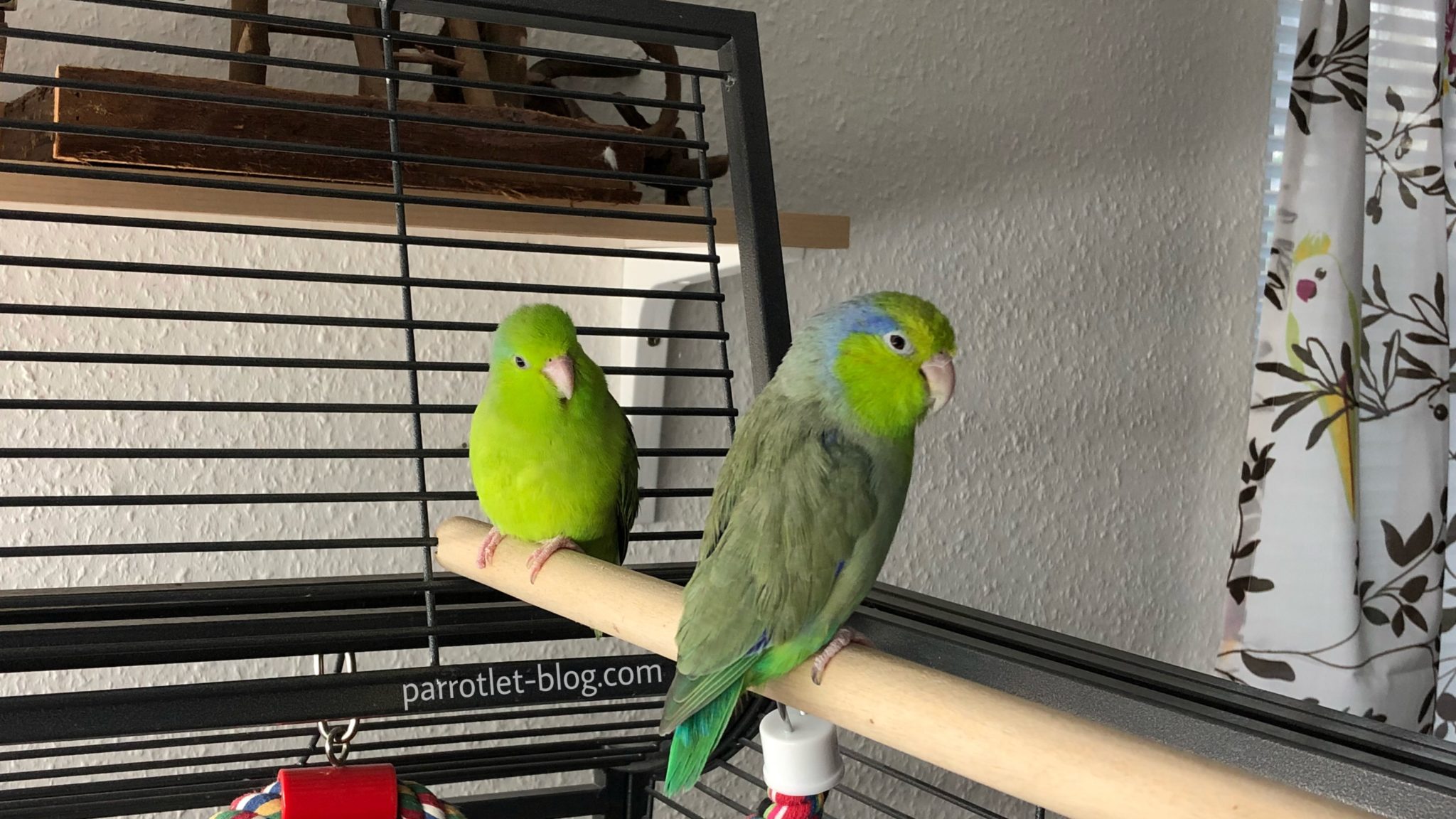 Parrotlet Cage What Size and Shape is Perfect? ParrotletBlog